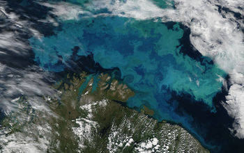 sattelite photo of blue and green blooms of tiny phytoplankton